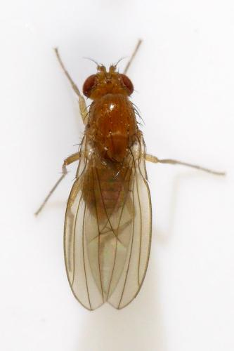 Lordiphosa andalusiaca